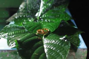 un par de anillos de boda en hoja verde foto