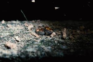 A pair of wedding rings on rock photo