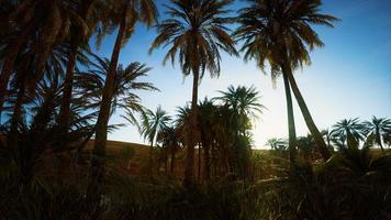 Oasis en el desierto de 8k con palmeras y lago. foto