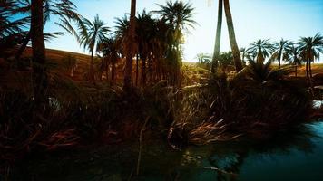 8K desert oasis with palms and lake photo