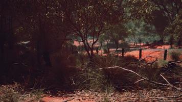 red sand bush with trees photo