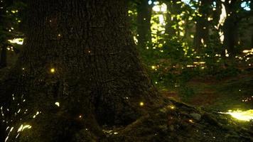 luces de luciérnaga de fantasía en el bosque mágico foto