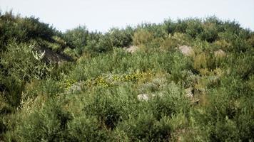 Beach dunes with long grass photo