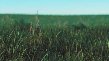 Green fresh grass as a nice background photo