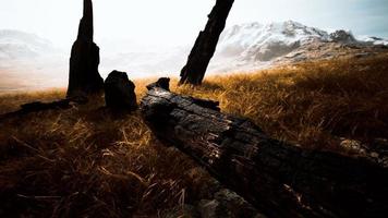 burnt tree logs after forest fire photo