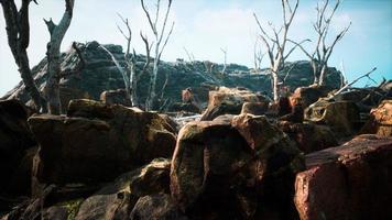 lava stone field with dead trees and plants photo