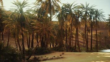 palm trees inside the dunes photo