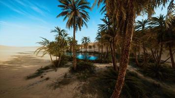 oasis with palm trees in desert photo