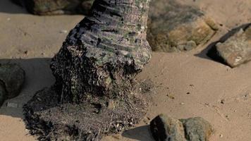 closeup of a palm tree trunk at caribbean sand beach photo