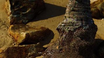 closeup of a palm tree trunk at caribbean sand beach photo