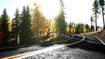 forest road under sunset sunbeams photo