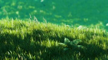 8K green grass field on hills background photo