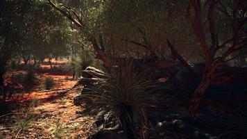 red sand bush with trees photo