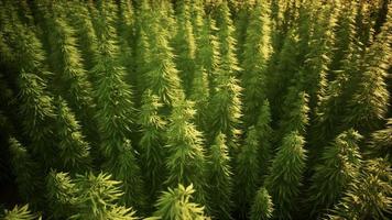 Field of green medial cannabis photo