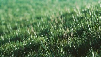 Green fresh grass as a nice background photo