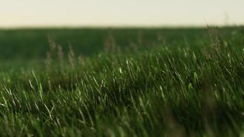 Green fresh grass as a nice background photo