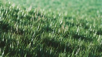 Green fresh grass as a nice background photo
