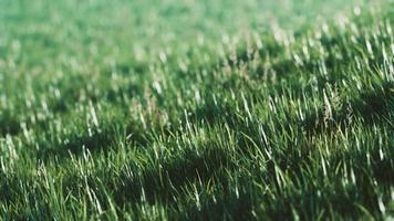 Green fresh grass as a nice background photo