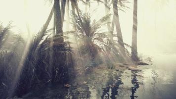 coconut palms in deep morning fog photo