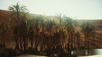 palm trees inside the dunes photo