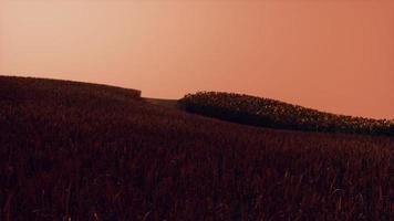 Gold Wheat Field at Sunset Landscape photo