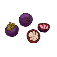 Mangosteen set, bright purple red tropical fruit whole and half with juicy heart vector