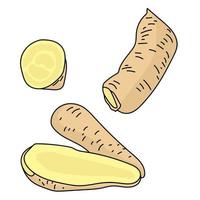 Arracaccia root vegetable, exotic vegetable with light pulp vector