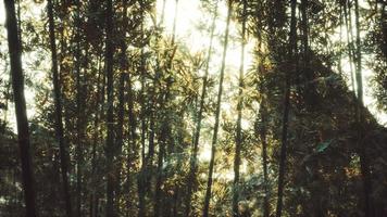 8K Asian Bamboo forest with sunlight photo