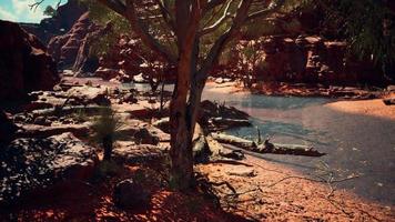 trees near Colorado River in Grand Canyon photo