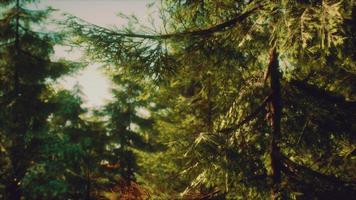 green cone trees in bright sun light photo