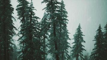 winter snow covered cone trees on mountainside photo