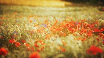 puesta de sol en el campo de flores silvestres foto