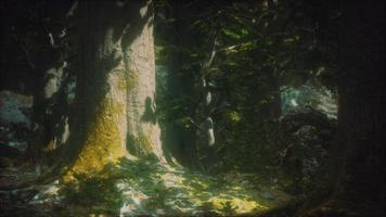 Old trees with lichen and moss in green forest photo