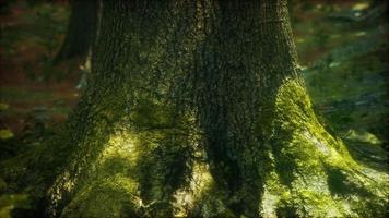 raíces de árboles y sol en un bosque verde con musgo