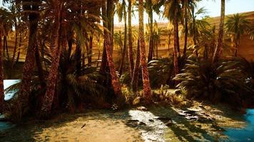 Palm Trees in Sahara Desert photo