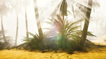 coconut palms in deep morning fog photo