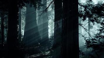 black tree trunk in a dark pine tree forest photo