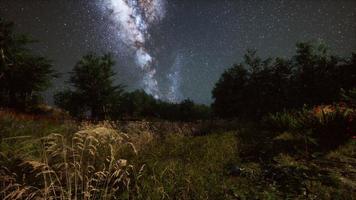 Green Trees Woods In Park Under Night Starry Sky photo