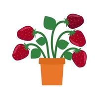 A bouquet of red strawberries in a pot. Postcard. Vector illustration.