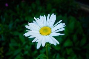 belleza blanca en el bosque foto