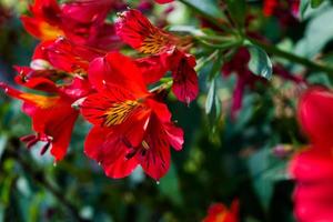 belleza roja en el jardín foto