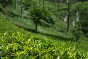 plantación de té en finca foto