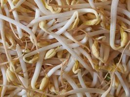 Mung bean sprouts vegetables photo