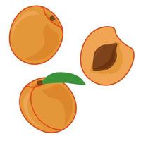 Apricot, whole and half, a juicy orange fruit with a hard bone vector