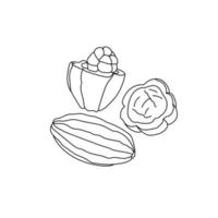 Cocoa fruit, outline drawing of a tropical fruit with juicy pulp and seeds inside vector