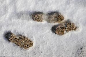 huellas en la nieve foto