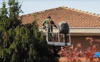 jardinero podando un árbol foto