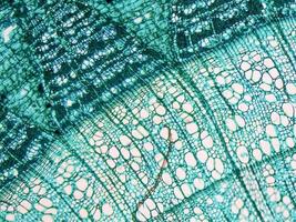 Tilia stem micrograph photo