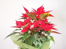 Poinsettia Christmas star photo