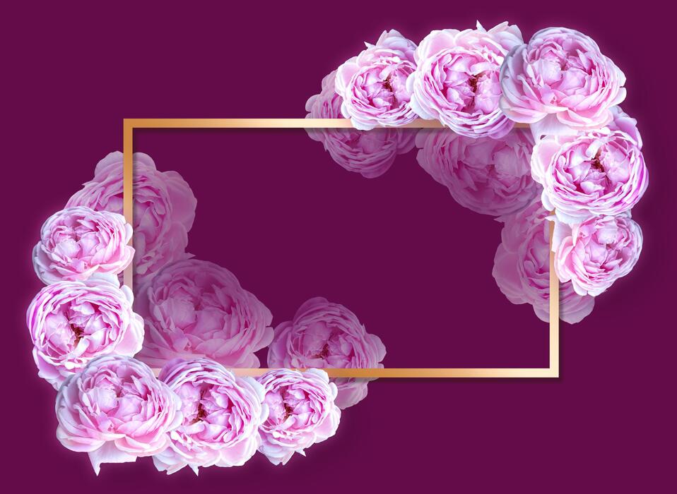 Flower frame of Pink blossom rose flowers. 5434732 Stock